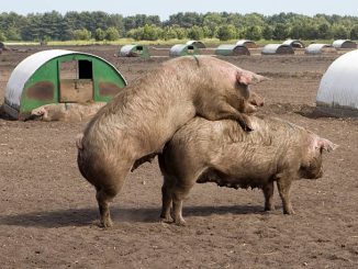 Pigs mating
