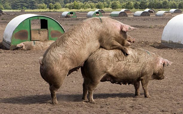 Pigs mating