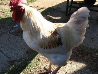 Isa brown cock