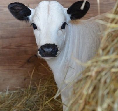 White Fulani Yearling Cow