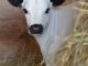 White Fulani Yearling Cow