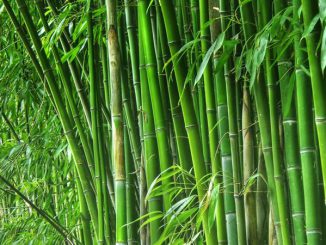 Bamboo