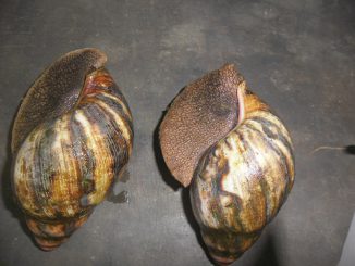 Snails